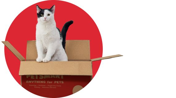 black and white cat in opened box