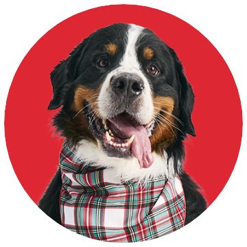 Close up of a dog wearing a plaid bandana