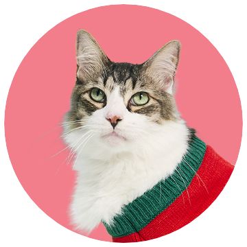 Close up of a cat wearing a red and green sweater