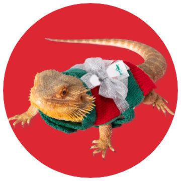 Close up of a reptile wearing a Christmas outfit