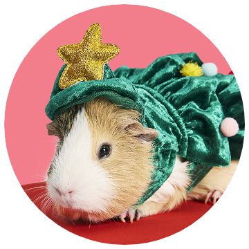 Close up of a gerbil wearing a Christmas Tree costume