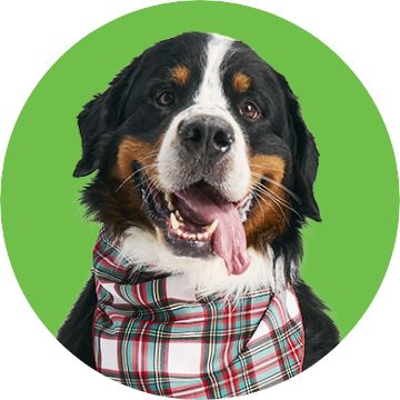 Close up of a dog wearing a plaid bandana