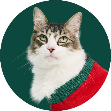 Close up of a cat wearing a red and green sweater