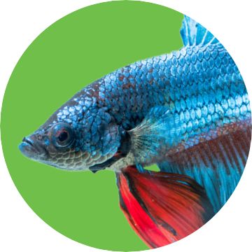 Close up of a fish