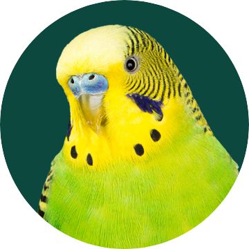 Close up of a bird