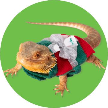Close up of a reptile wearing a Christmas outfit