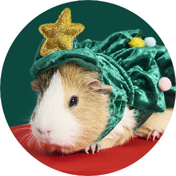 Close up of a gerbil wearing a Christmas Tree costume