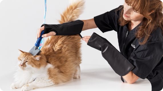 How Much Does Cat Grooming at Petsmart Cost: Affordable Pricing Guide