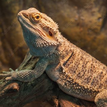 Shop all reptile text