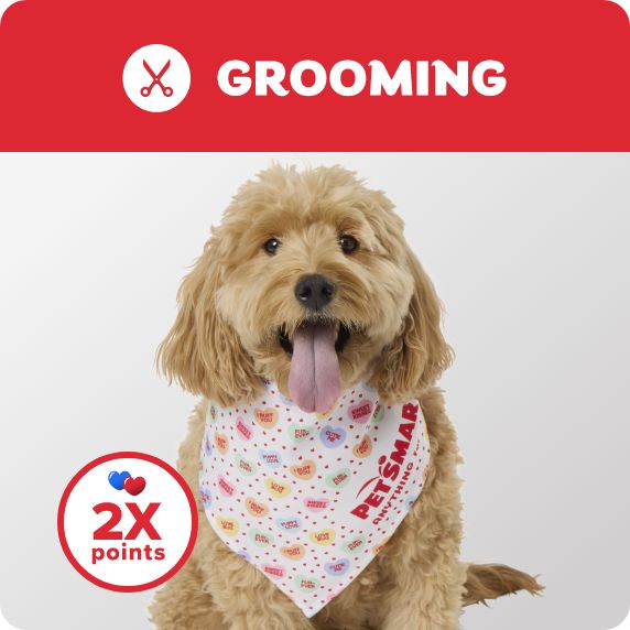 Grooming Salon logo, 2X points callout & a dog wearing a Valentine's banadana		