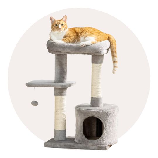 cat on a cat tower