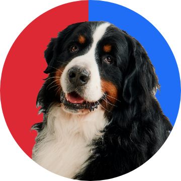 Image of a dog