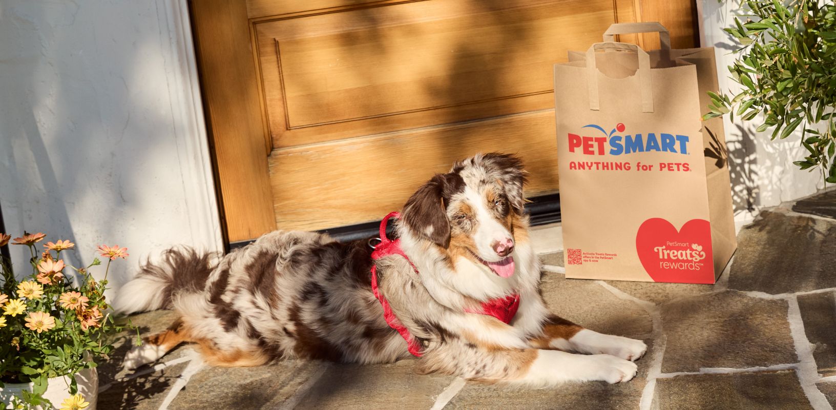 dog sitting next to a petsmart bag