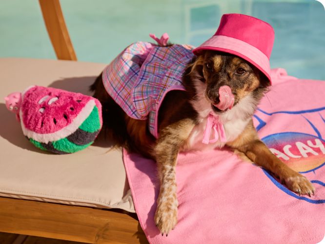 Dog wearing a bucket hat laying on a pool lounge chair next to a watermelon dog toy