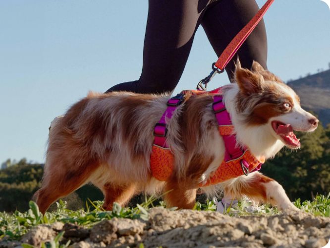 Dog wearing a colorful harness running with their pet parent 