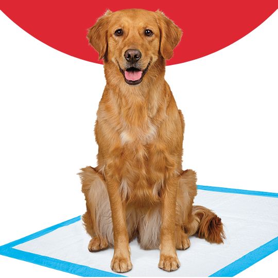 Dog sitting on a disposable dog pad