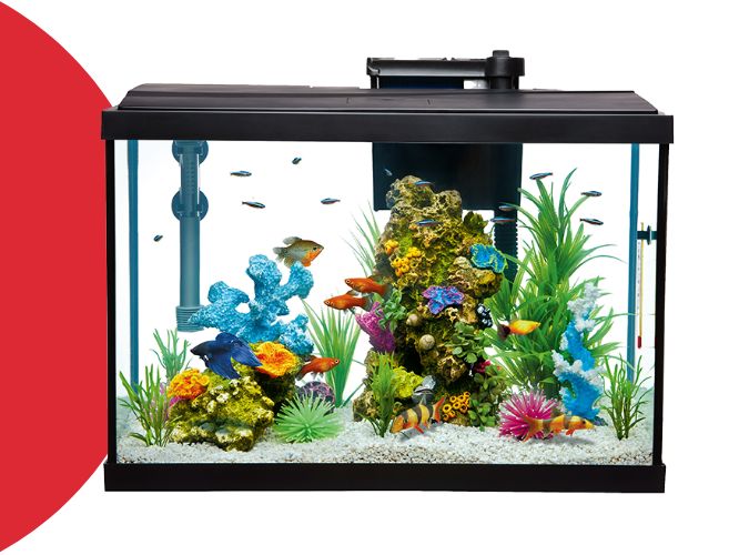 small fish aquarium