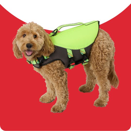 dog in a life jacket
