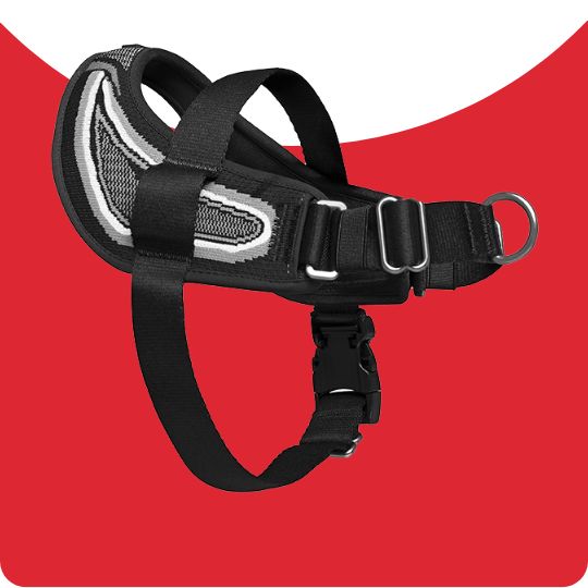 dog harness