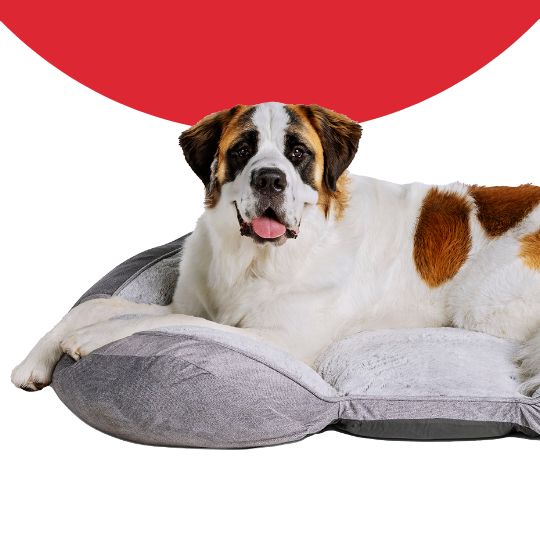 dog sitting on a bed