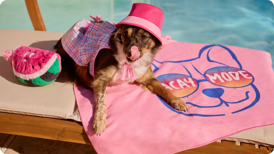 Dog laying on beach towel by the pool wearing a pink bucket hat and next to a watermelon toy