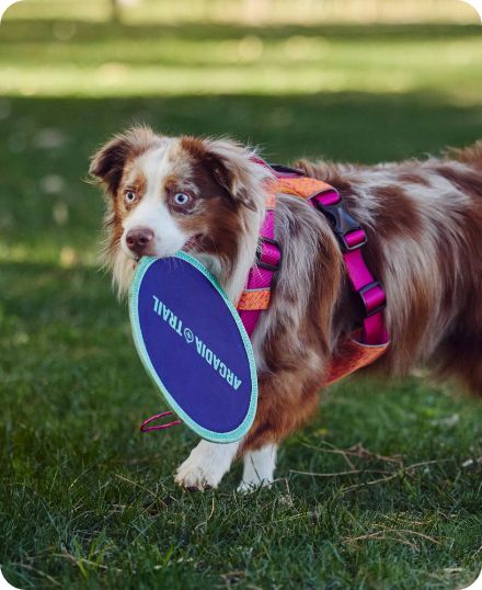 Dog holding a blue toy wearing a colorful harness