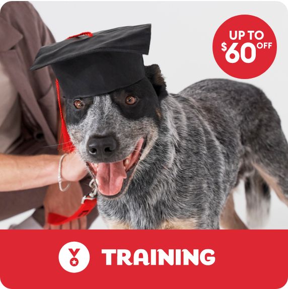 Up to $60 off callout and a dog wearing a graduation cap