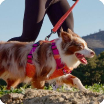 Dog running outside with a pet parent and wearing a colorful harness