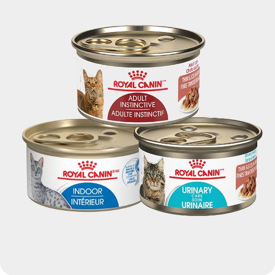 Royal Canin Feline Care Nutrition Adult Cat Food