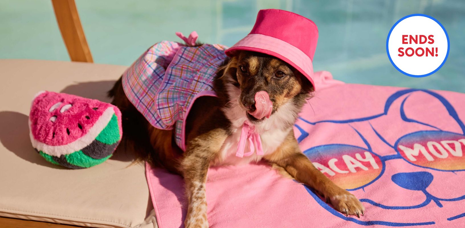 Dog laying on a blanket by a pool & plush toy wearing a dress and bucket hat