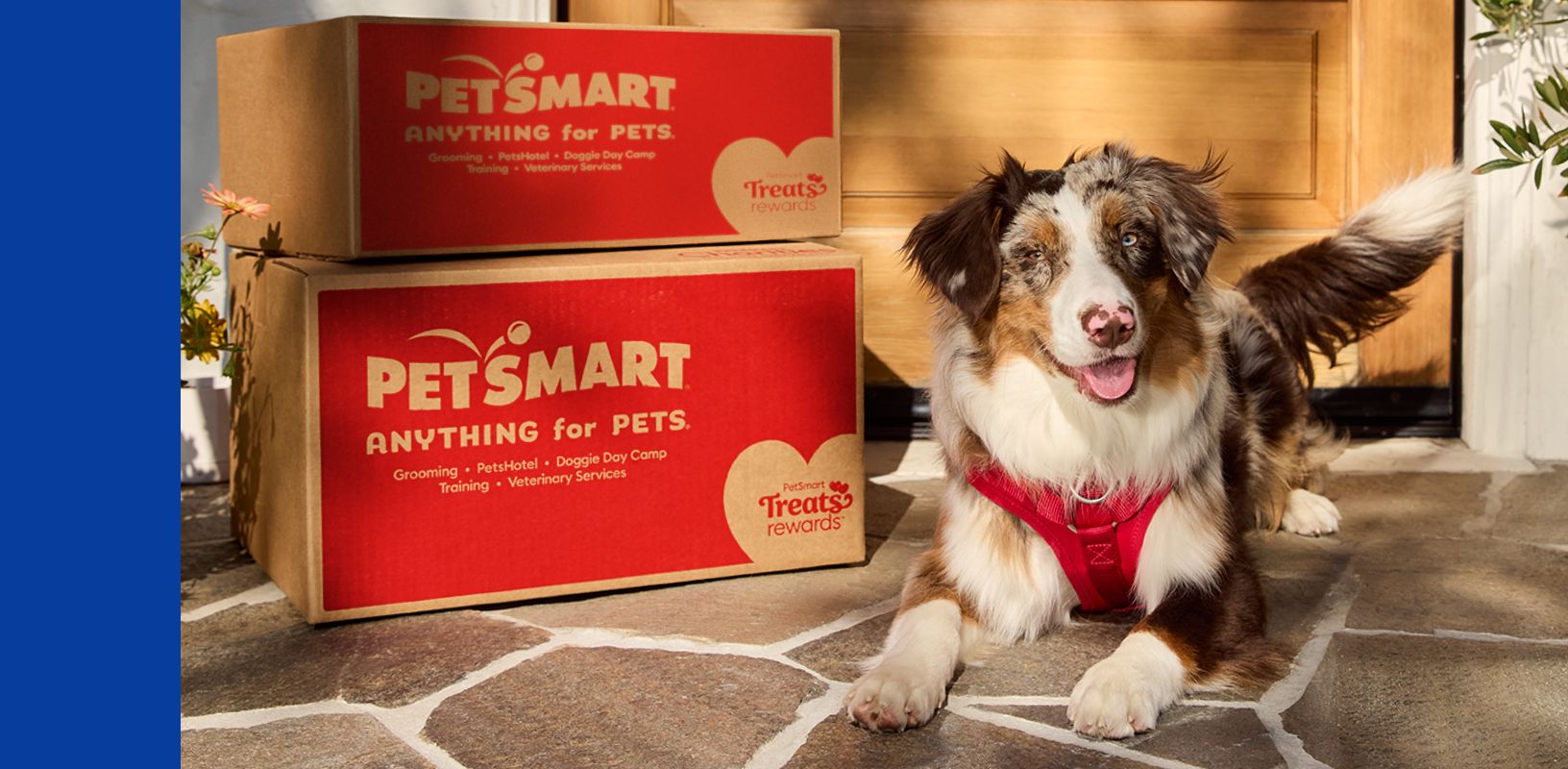 A dog laying outside next to two PetSmart boxes