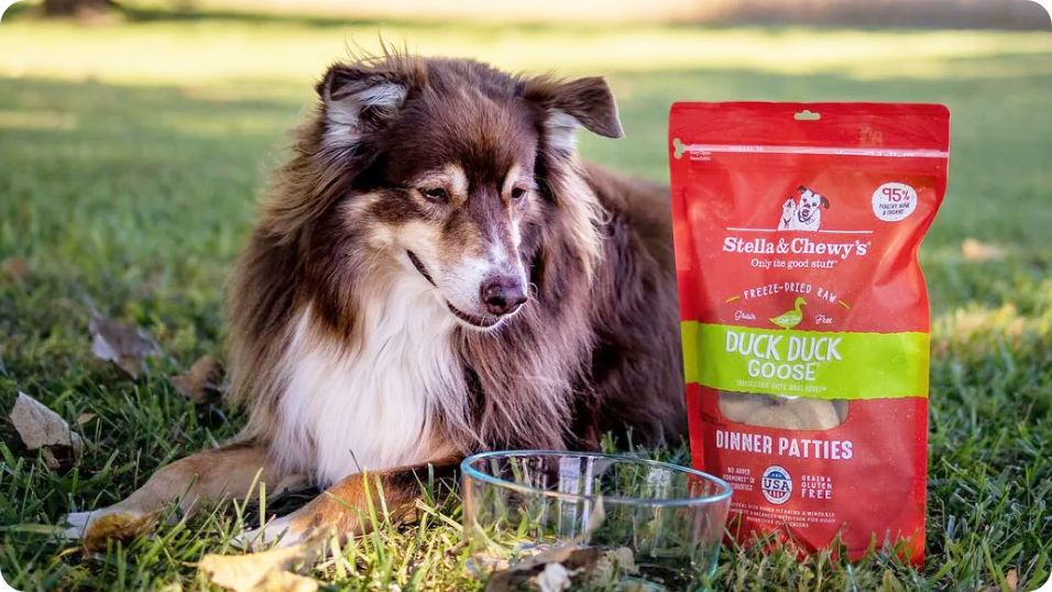 Dog laying next to a bowl and Stella & Chewy's dinner patties