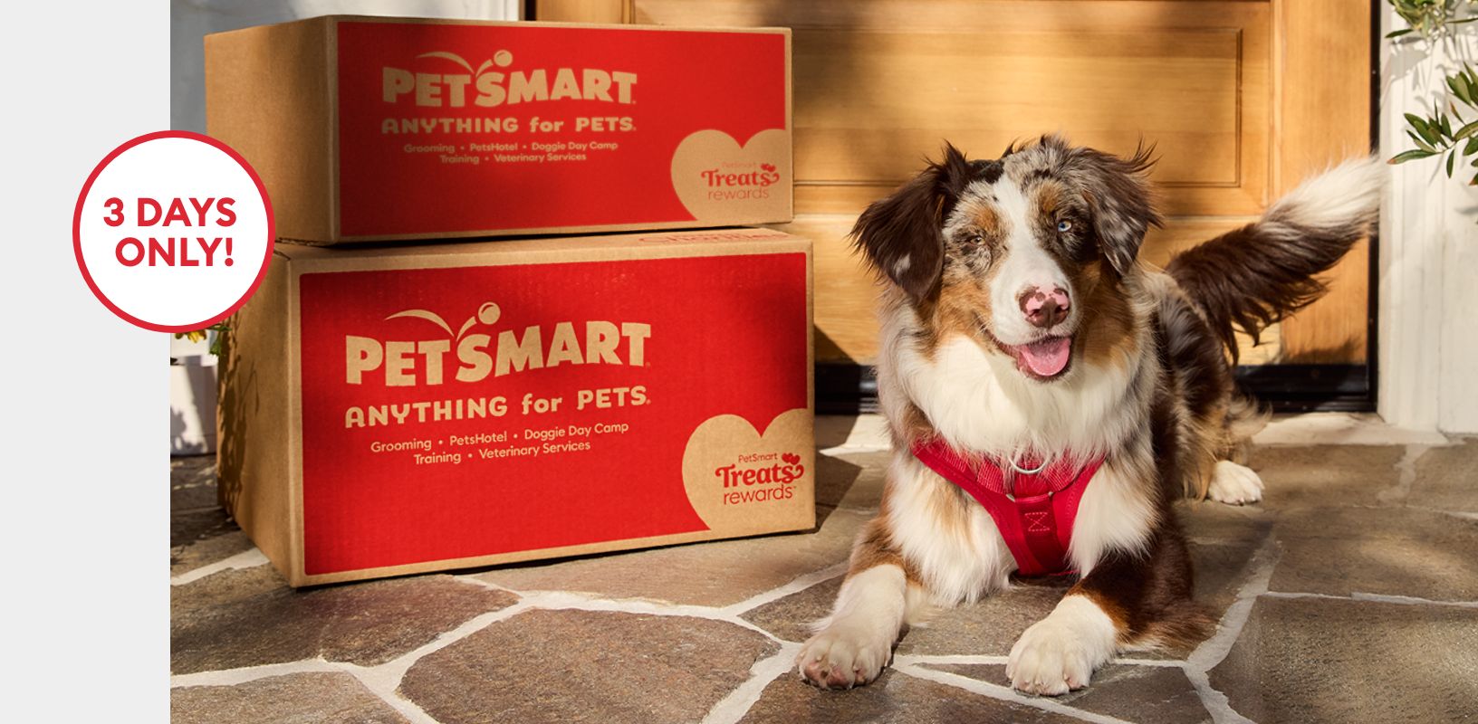 3 days only callout, and a dog laying outside next to two PetSmart boxes