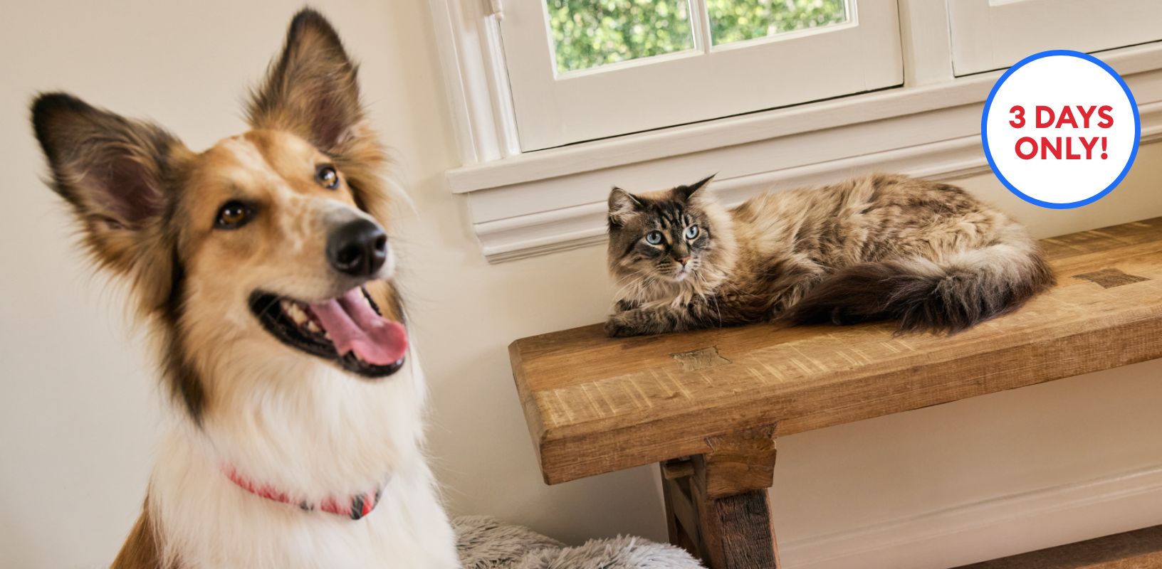 A dog standing on a bed next to a cat laying on an entryway table & a callout that says, 3 days only