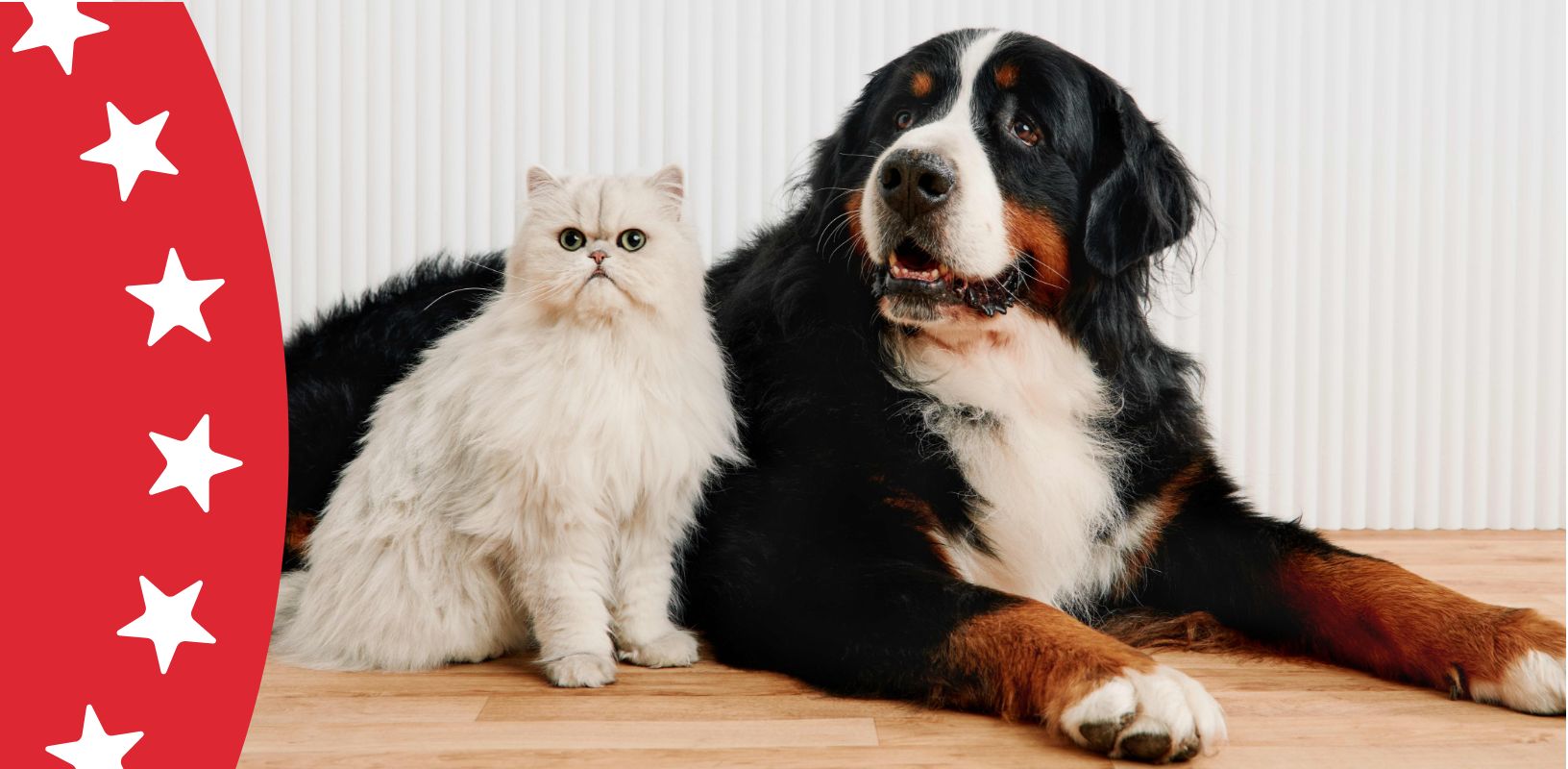 Dog and cat laying on the floor together and white star graphics