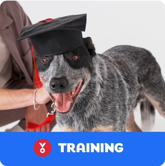 Dog Training logo & a dog wearing a graduation cap