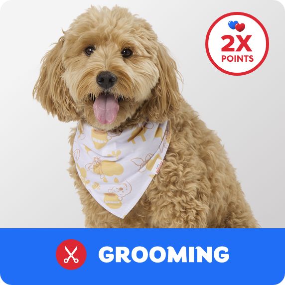Grooming Salon logo, 2X points callout & a dog wearing a bandana