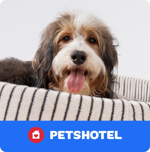 Dog laying in a bed and PetsHotel logo