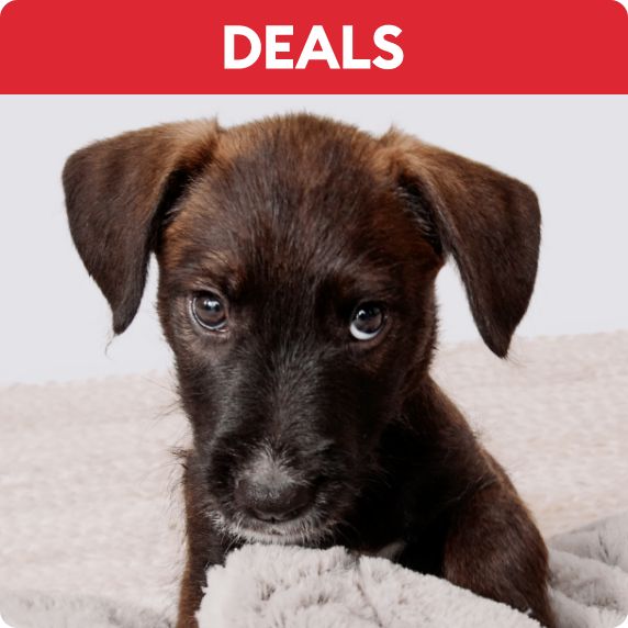 Close up of a puppy's face and a Deals callout