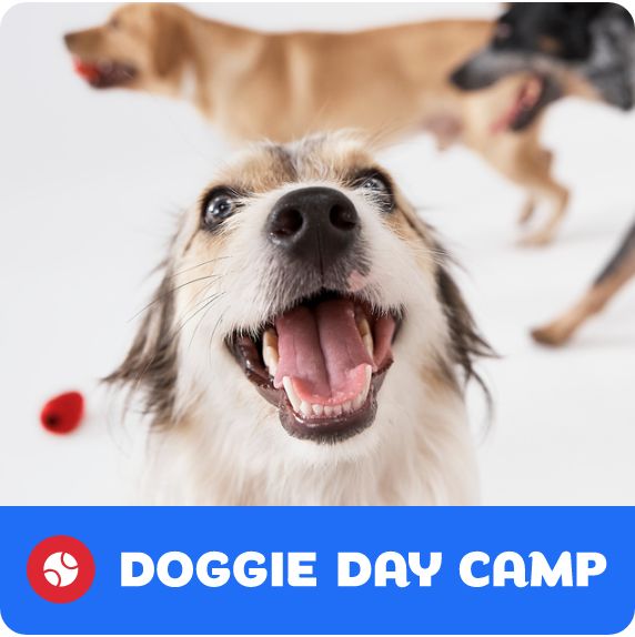 Three dogs playing with a toy and Doggie Day Camp logo
