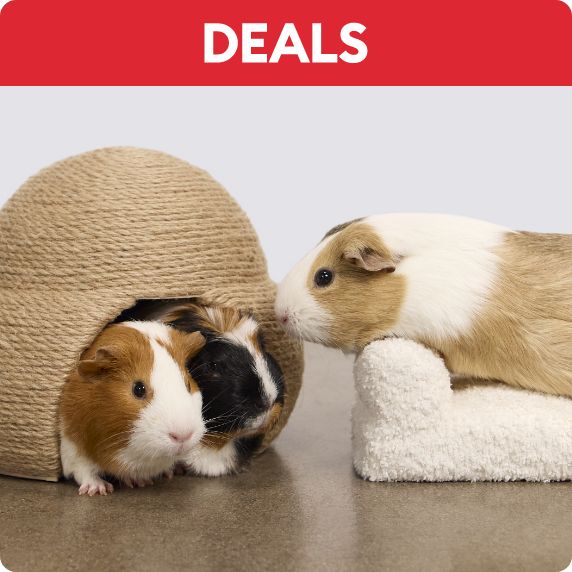 Two small pets		