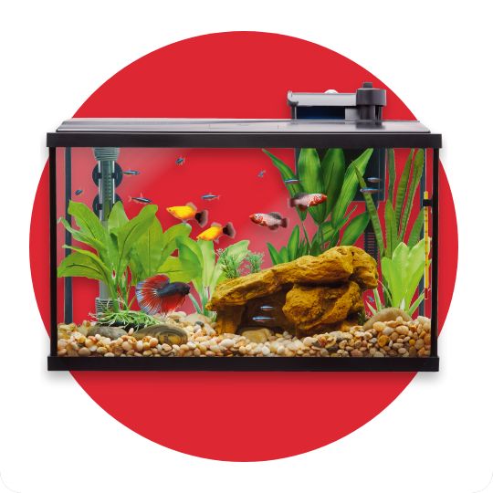 Aquarium