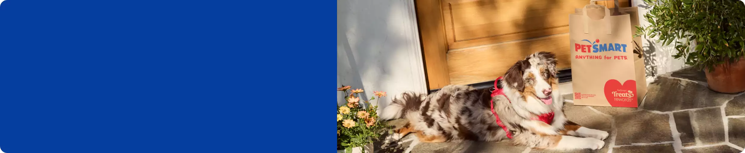 Dog laying outside a front door next to a PetSmart shopping bag		