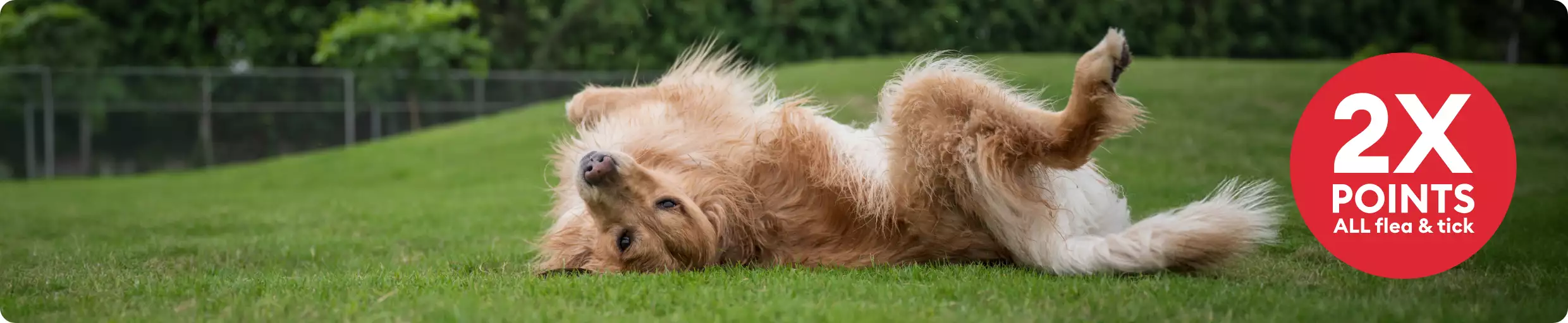 2X points on ALL flea & tick callout and a dog rolling around outside in the grass		