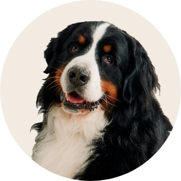 image of dog