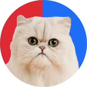 image of cat