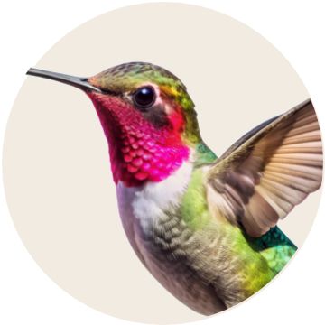 image of wild bird