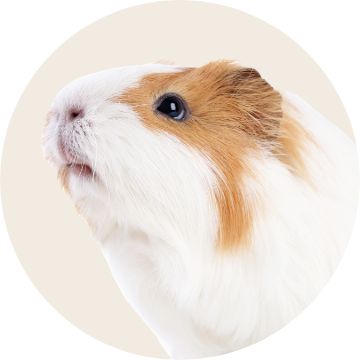 image of small pet