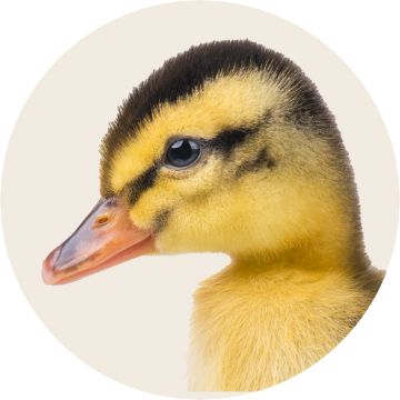 Image of a duck