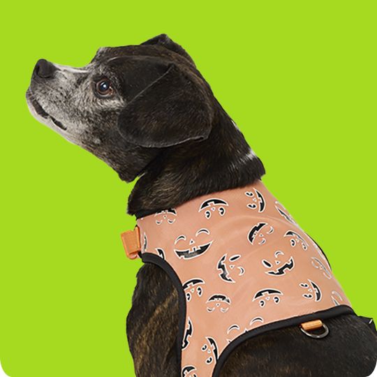 Dog wearing Thrills & Chills Light-Up Pumpkin Harness